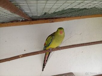 Predám papagája horského