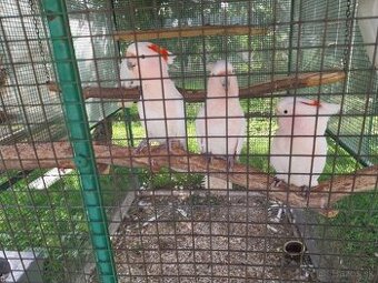 Predám Kakadu Inka,