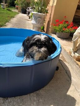 Hľadáme Shitzu čierno bielu fenku pre nášho psíka