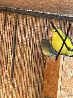 Papagaj spevavy, vymena