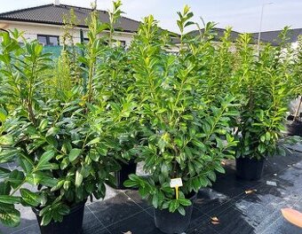 Kúpim Tuje + Varinovec