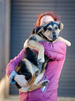 Darujem originálne šteniatko -sučka Limetka / ovčiak / korgi