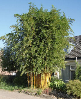 Planty bambus odkopy zakorenené stalozelený mrazuvzdorný - 1