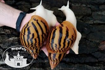 Africké slimáky Achatina achatina / Terárium gekón škrečka