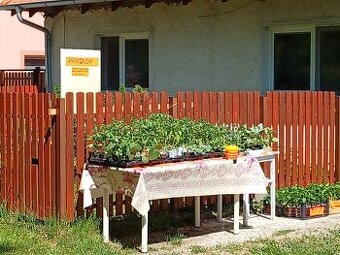 Priesady batatov, melóny, paprika,rajciny