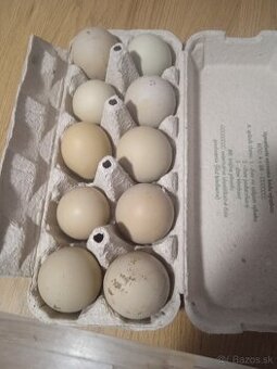 Araucana