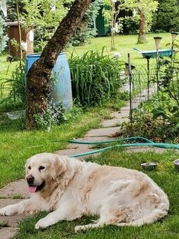 Kúpim zlatého retrievera,labradora