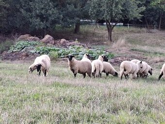Cigája x suffolk