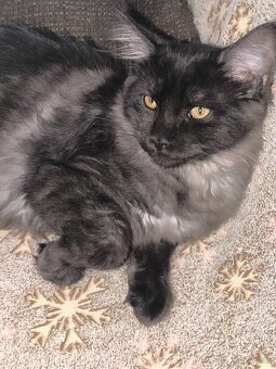 Predám mačiatka Maine coon