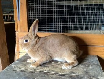 Burgundské králiky