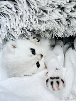 Britská strieborná činčila