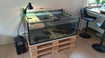 PREDAM VELKE AKVARIUM PRE VODNU KORYTNACKU