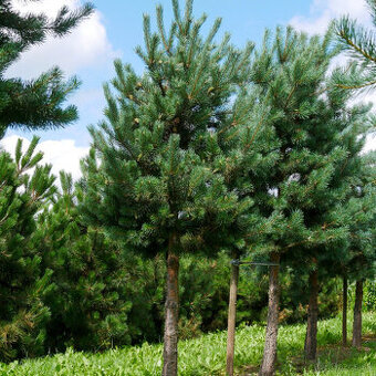 Borovica lesná, (Pinus sylvestris)