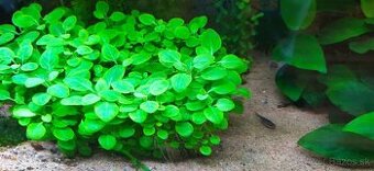 Rastliny do akvária