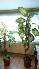 Dieffenbachia maculata (difenbachie skvrnitá) - 1