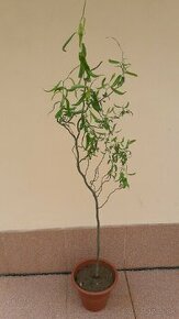 Vŕba pokrútená (kučeravá). Salix erythroflexuosa.