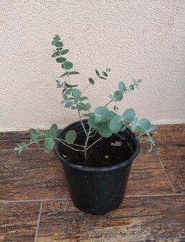 Eucalyptus gunnii - semená aj rastlina