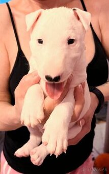 Miniatúrny bulteriér,  minibulterier , minibull - šteniatka