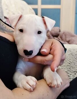 Miniatúrny bulteriér,  minibulterier , minibull - šteniatka