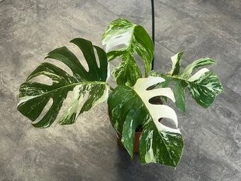 Monstera ALBO VARIEGATA
