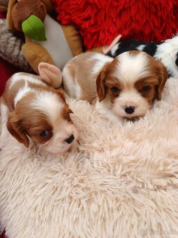Cavalier king charles spaniel