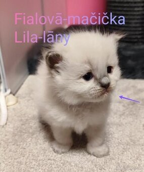 Ragdoll mačiatká bez pp