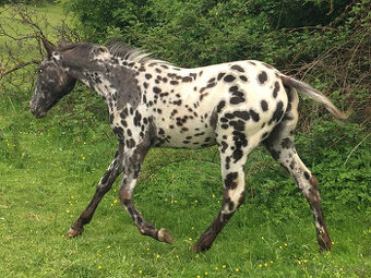 Appaloosa - ročná kobyla čierny leopard