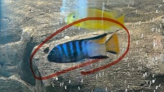 Pseudotropheus Mpanga