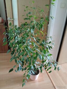 Predám kvet FICUS
