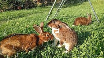 Kastorex, Dalmatínsky rex