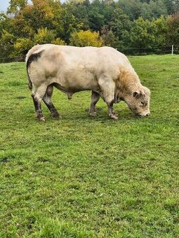 Plemenny byk charolaise