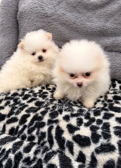 Špic, nemecký špic, pomeranian, oranžový špic