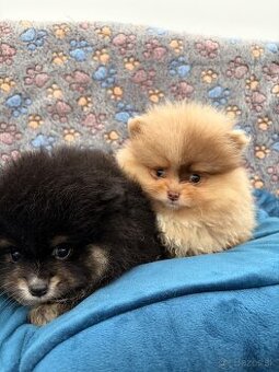 Špic, nemecký špic, pomeranian, oranžový špic