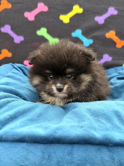 Špic, nemecký špic, pomeranian, oranžový špic