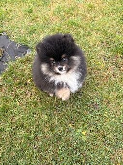 Špic, nemecký špic, pomeranian, oranžový špic