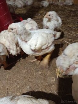 Brojlerove kurčatá
