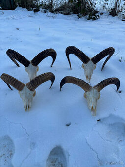 trofej muflón, rohy