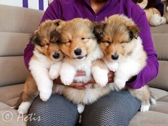 Kólia dlhosrstá s PP