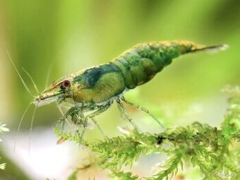 Neocaridina Green jade