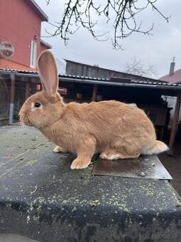 Belgický obor žltý a Novozélandský červený