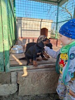 Slovenský kopov šteňatá