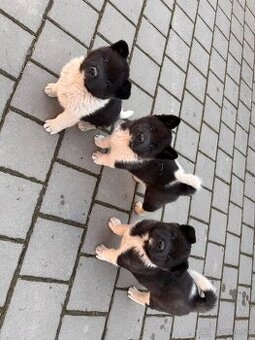 Americká Akita