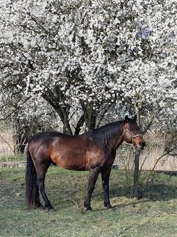 Pripustanie AQHA, APHA, APPA, aj ine