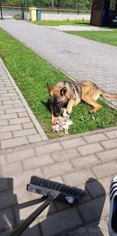 cross malinois