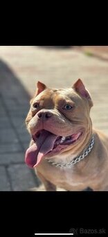 American Bully Micro - 1