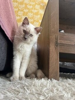 Ragdoll kocúrik 4mes.