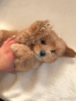 Maltipoo samice