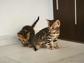 Bengálska mačka,kocúr,mačiatko,Bengal