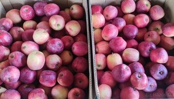 BIO jablká IDARED, TOPAZ, FLORINA na konzum a uskladnenie
