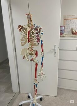 Anatomická kostra na stojane – model človeka